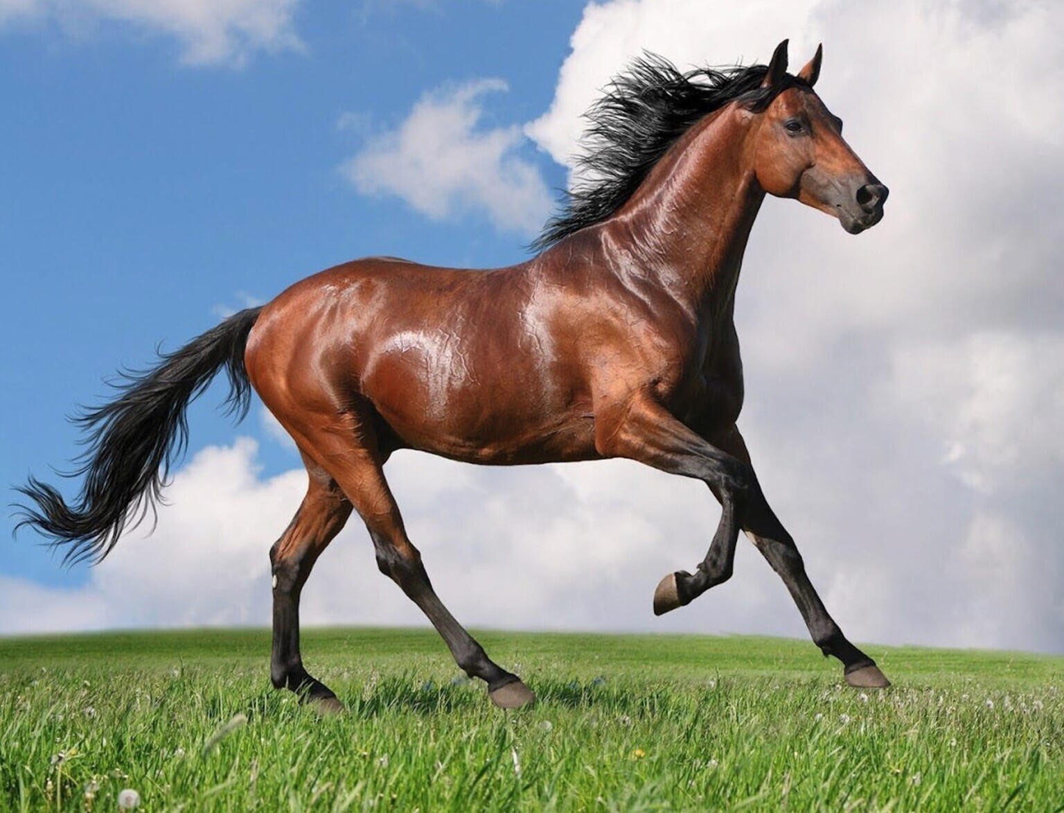 A detailed photo of a brown horse galloping
